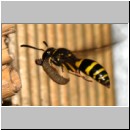 Ancistrocerus nigricornis - Lehmwespe 23c am IH beim Eintrag einer Schmetterlingslarve.jpg